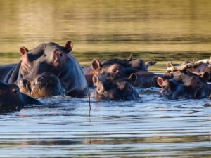Pembury Tours - Timbavati Game Reserve - Kruger National Park - Game Viewing - Hippo