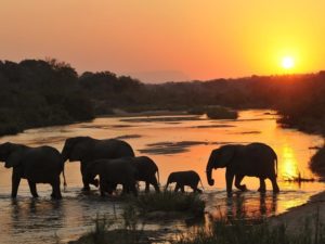 Pembury Tours - Inyati Game Lodge - Sabi Sand Game Reserve - Kruger National Park - Game Viewing - Game Drive - Elephant