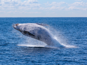 Pembury Tours -Breaching Humpback Whale