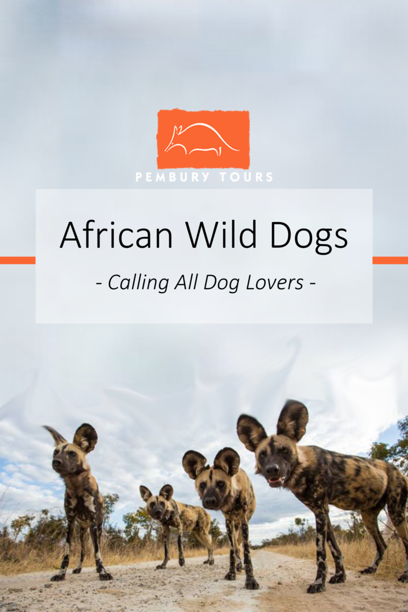 African Wild Dogs