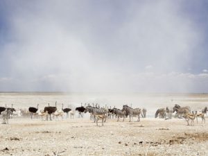 Pembury Tours - Namutoni Resort & Okaukuejo Resort - Etosha National Park - Game Drive - Game Viewing - Wildlife Group