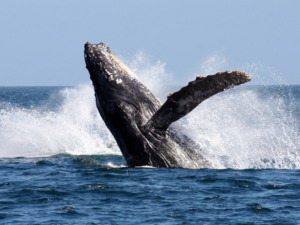 Pembury Tours-False Bay-Whale