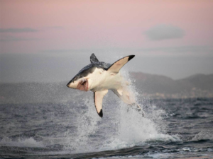 Pembury Tours-Great White Shark