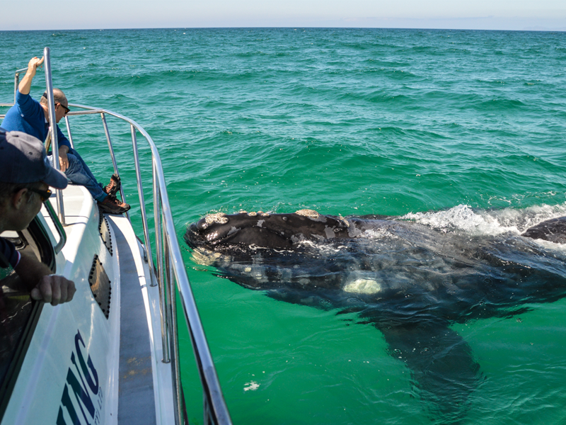 Pembury Tours - Humpback Whale