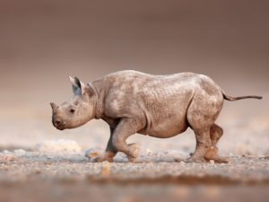 Pembury Tours - Grootberg Lodge - Damaraland - Adventure Activities - Game Viewing - Big Five -Desert Elephant & Rhino Tracking