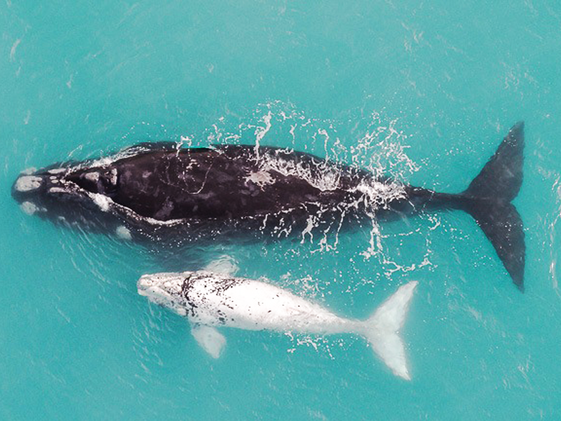 Pembury Tours - Bryde's Whales