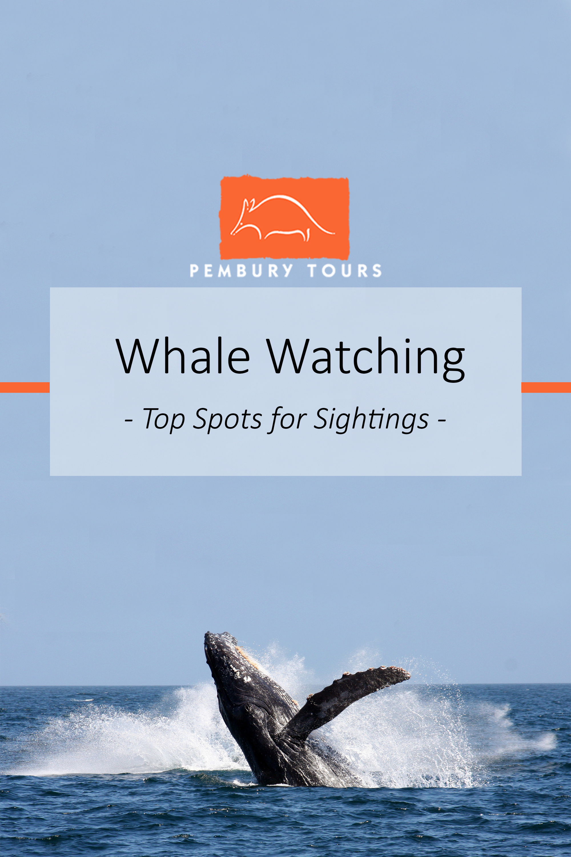Whale Watching Tips