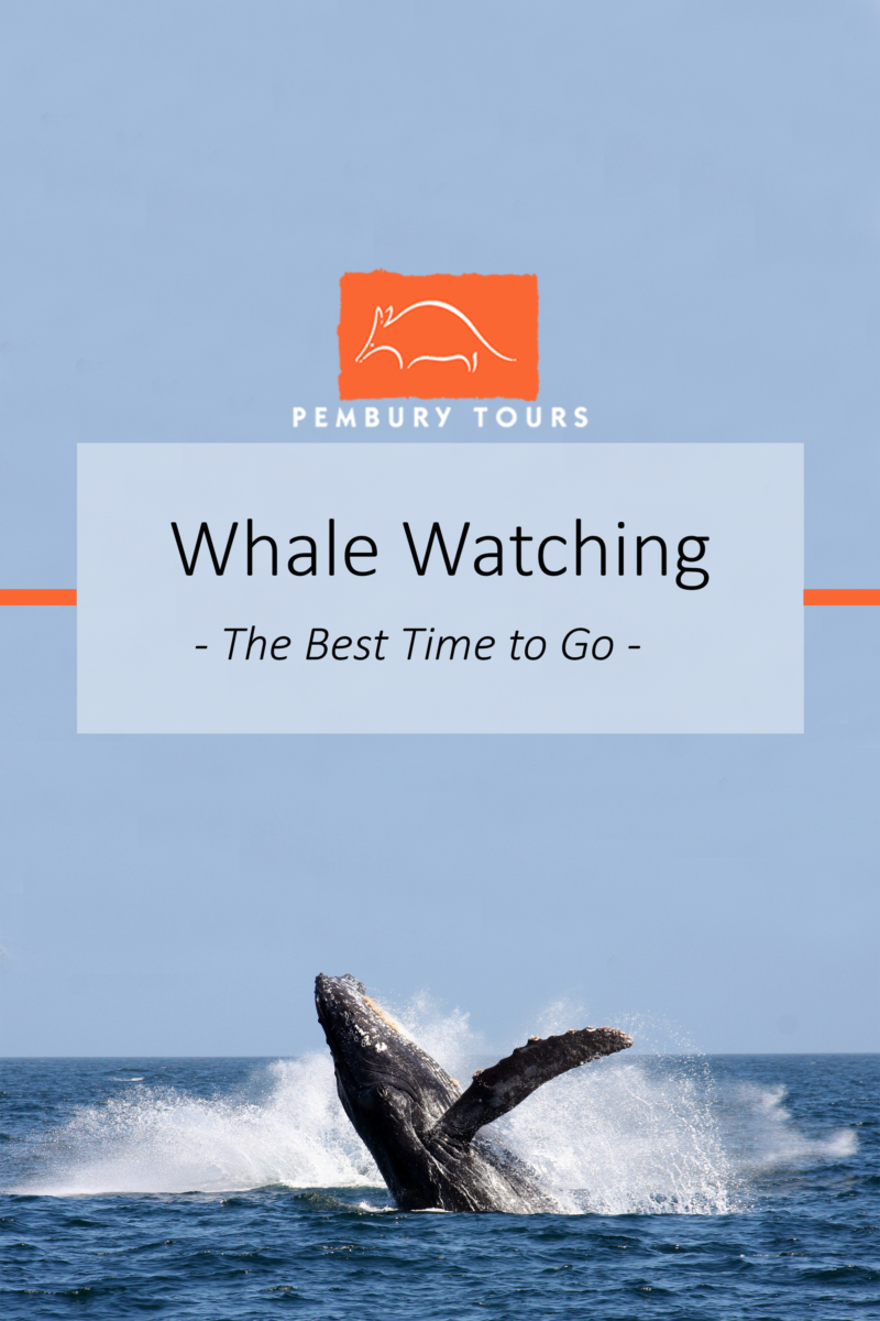Whale Watching Tips