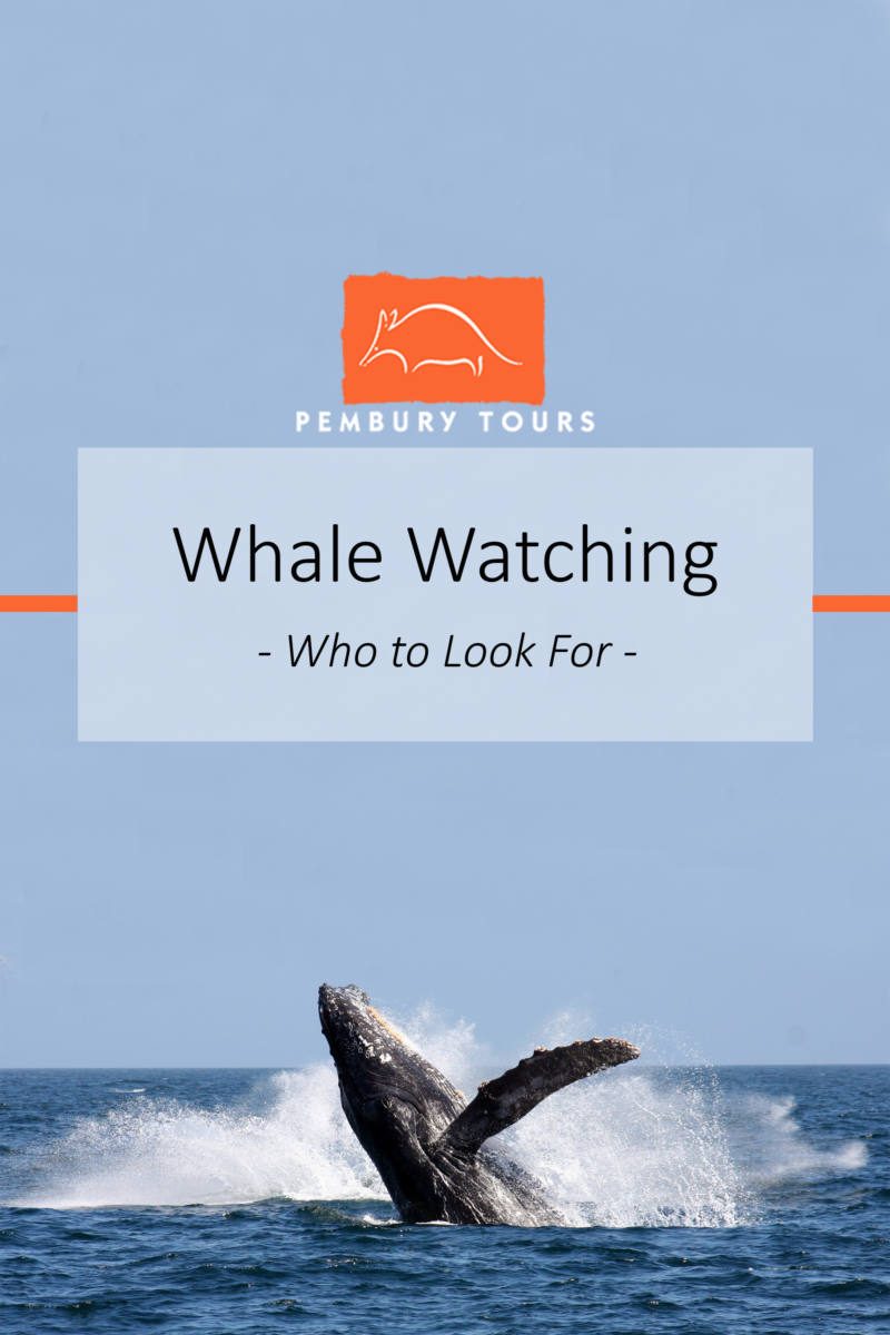 Whale Watching Tips