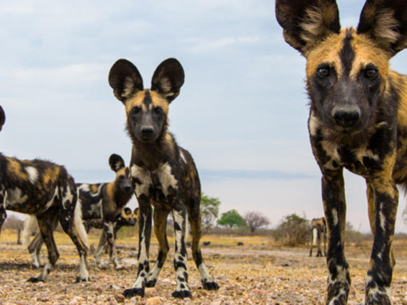 Pembury Tours - African Wild Dogs