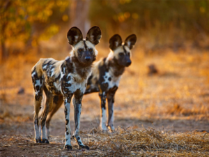 Pembury Tours - African Wild Dogs