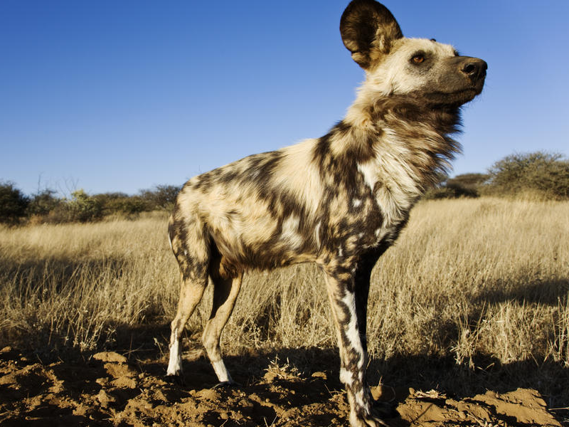 Pembury Tours - African Wild Dogs