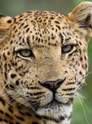 Banner - Okavango Leopard