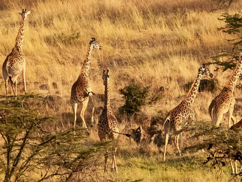 Pembury Tours - Kenya - Maasai Mara - Mahali Mzuri - Giraffe