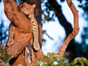 Pembury Tours - Moremi National Park - Botswana - Game Drives - Game Viewing - Leopard