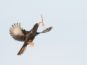 Pembury Tours - Buffalo Weaver - In Flight