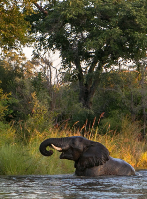 Pembury Tours-Zambia-Elephant