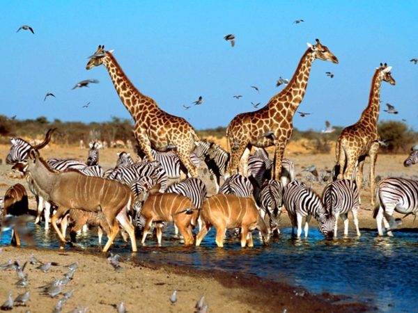 Pembury Tours - Madikwe Game Reserve - North West Province - Game Drives - Game Viewing - Waterhole 2