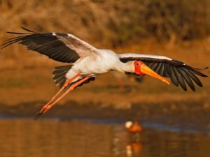 Pembury Tours - Sabi Sand Game Reserve - Kruger National Park - Wildlife Viewing - Game Drives - Bird Life - Bird Viewing - Yellow Billed Stork