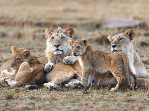 Pembury Tours - Ol Pejeta Conservancy - Kenya - Game Drive - Game Viewing - Big Five - Lion