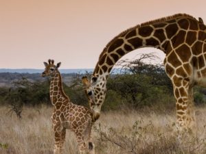 Pembury Tours - Ol Pejeta Conservancy - Kenya - Game Drive - Game Viewing - Giraffe