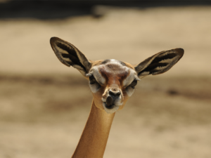 embury Tours - Blog - Gerenuk - Tongue Out