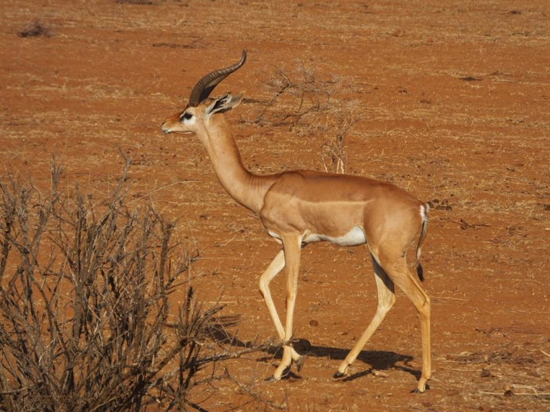 Facts About The Gerenuk 5 Facts About These Unusal Antelope