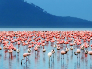 Pembury Tours - Kenya - Lake Bogoria - Flamingos