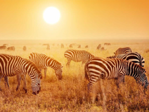 Pembury Tours - Tanzania - Serengeti - Zebra