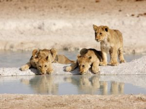 Pembury Tours - Namibian Self Drive - Outjo & Etosha - Wildlife - Lion