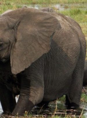 Pembury Tours - Moremi - Botswana - Banner - Elephant