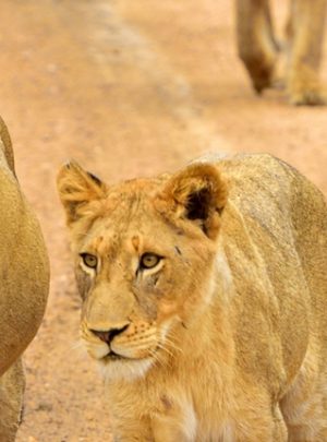 Pembury Tours - Timbavati Game Reserve - Kruger National Park - Banner - Scott Ramsay