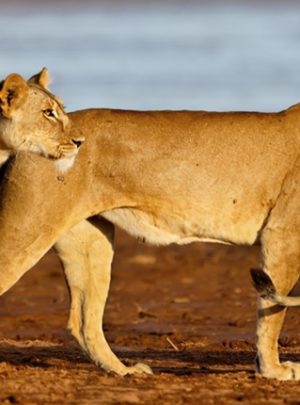 Pembury Tours - Samburu National Reserve - Kenya - Banner