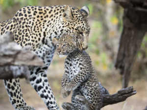 Pembury Tours - Mashatu Game Reserve - Tuli Block - Botswana - Big Five - Leopard with Cub