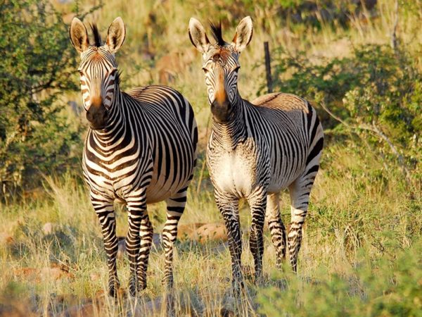 Pembury Tours - Tswalu Kalahari Game Reserve - South Africa - Game Drives - Game Viewing - Cape Mountain Zebra
