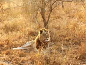 Pembury Tours - South Africa - Big Five - Lion