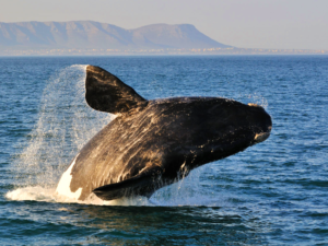 Pembury Tours - Hermanus - Breaching Whale