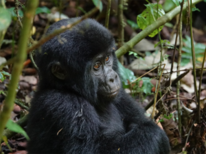 Pembury Tours - Uganda - Baby Gorilla