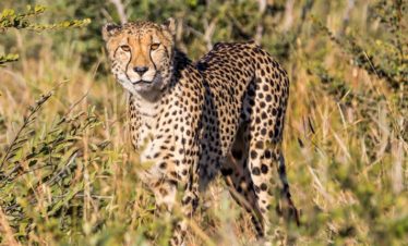 Pembury Tours - Madikwe - Banner