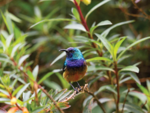 Pembury Tours - Murchison Falls - Uganda - Bird Watching