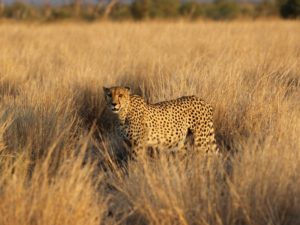 Pembury Tours - Madikwe Game Reserve - South Africa - Malaria-Free Safaris