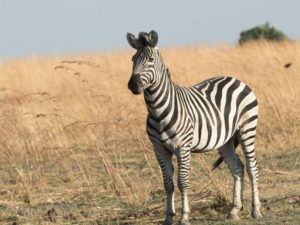 Pembury Tours - Linyanti Wildlife Reserve - Botswana - Chobe Border - Game Drive - Game Viewing - Zebra