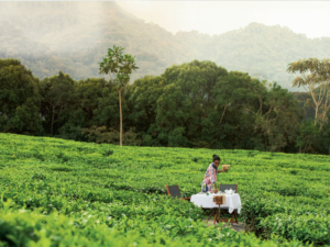Pembury Tours - One&Only Nyungwe House - Nyungwe Forest National Park - Rwanda - Accommodation - Tea Tasting