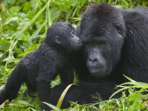 Pembury Tours - Bwindi Impenetrable Forest - Uganda - East African Safari - Adventure Activity - Gorilla Trekking