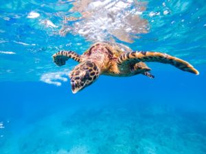 Pembury Tours - Seychelles - Mahe & Praslin Island - Beach Activities - Indian Ocean Isalnds - Snorkeling & Diving