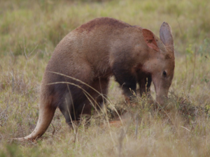 Pembury Tours - Aardvark