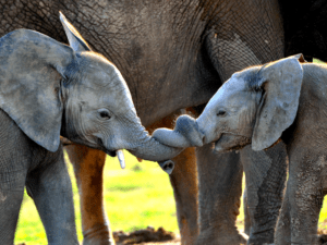 Pembury Tours - Cute Animal Love Facts - Elephants entwining their trunks