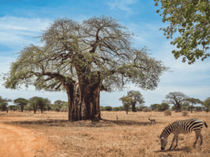 Pembury Tours - Reasons to visit Tarangire National Park - Zebra standing in front of a baobab tree