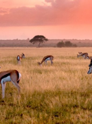Pembury Tours - African Destinations - Botswana - Central Kalahari