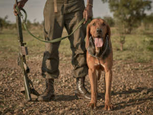 Pembury Tours - Blog - Anti-Poaching Dogs